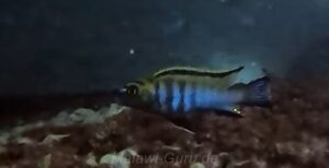 Tropheops biriwira 'Otter Island'